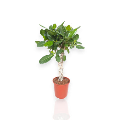Ficus benghalensis