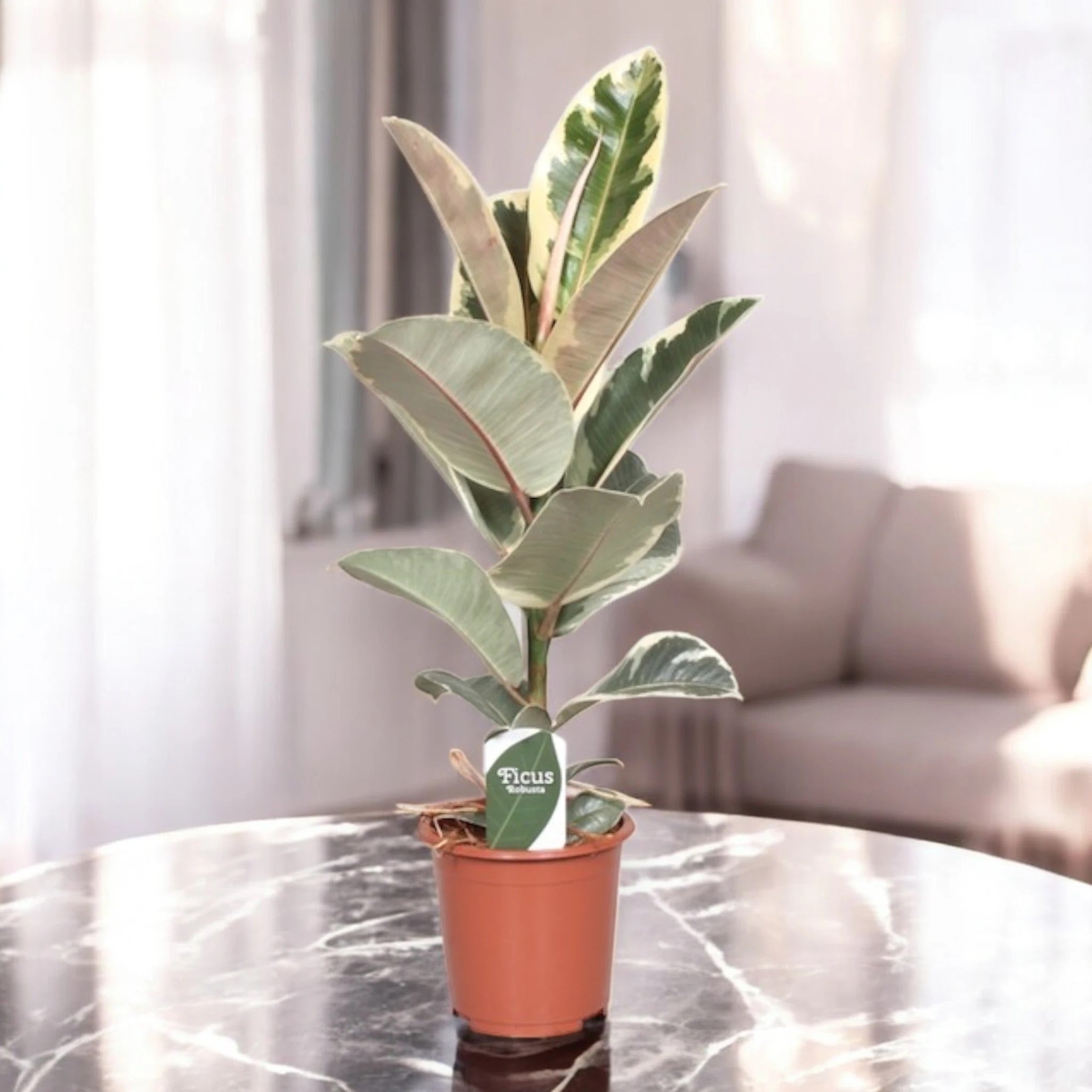 Dettaglio foglie Ficus elastica Tineke con variegatura crema e sfumature rosa sui margini