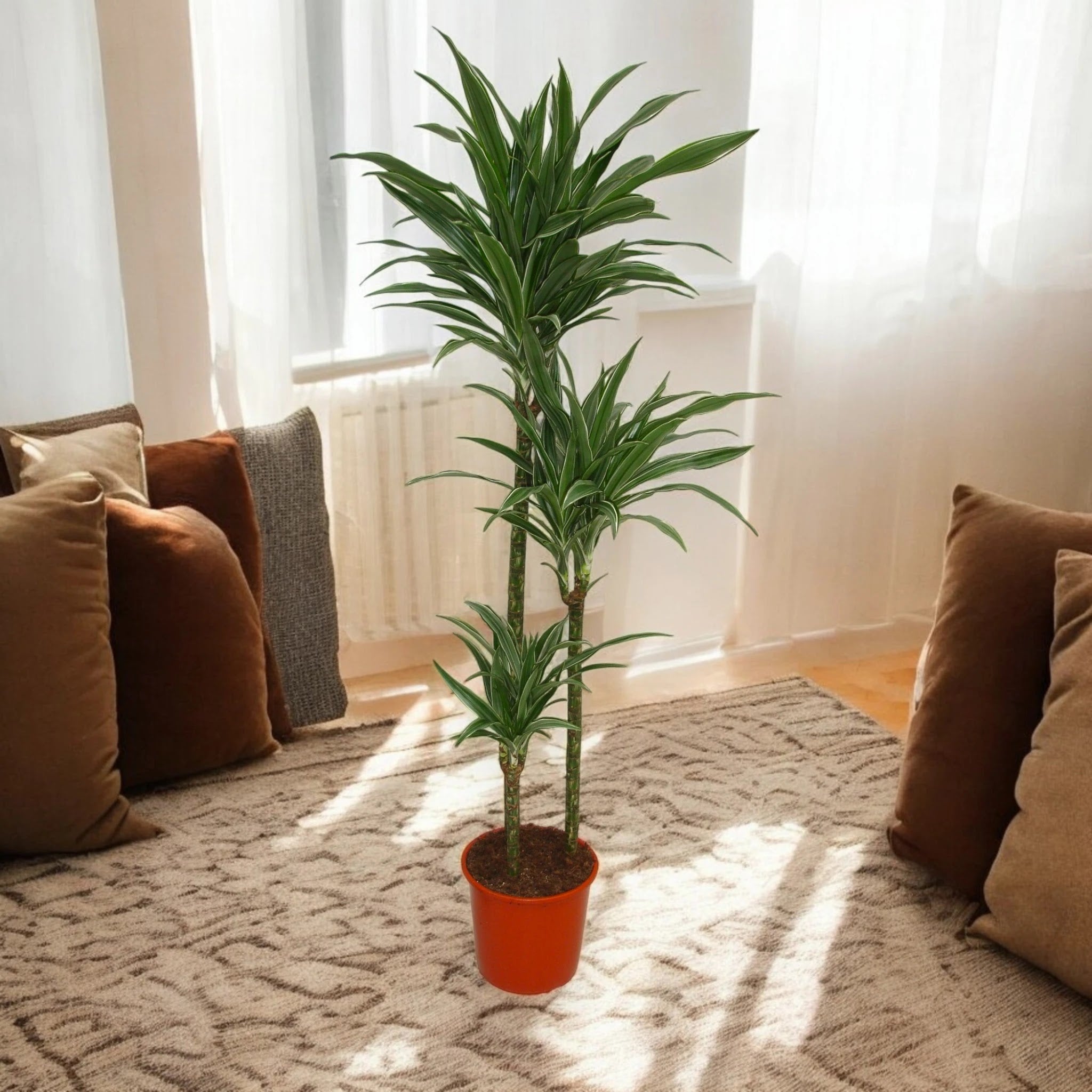 Dracaena fragrans 'Warneckei'