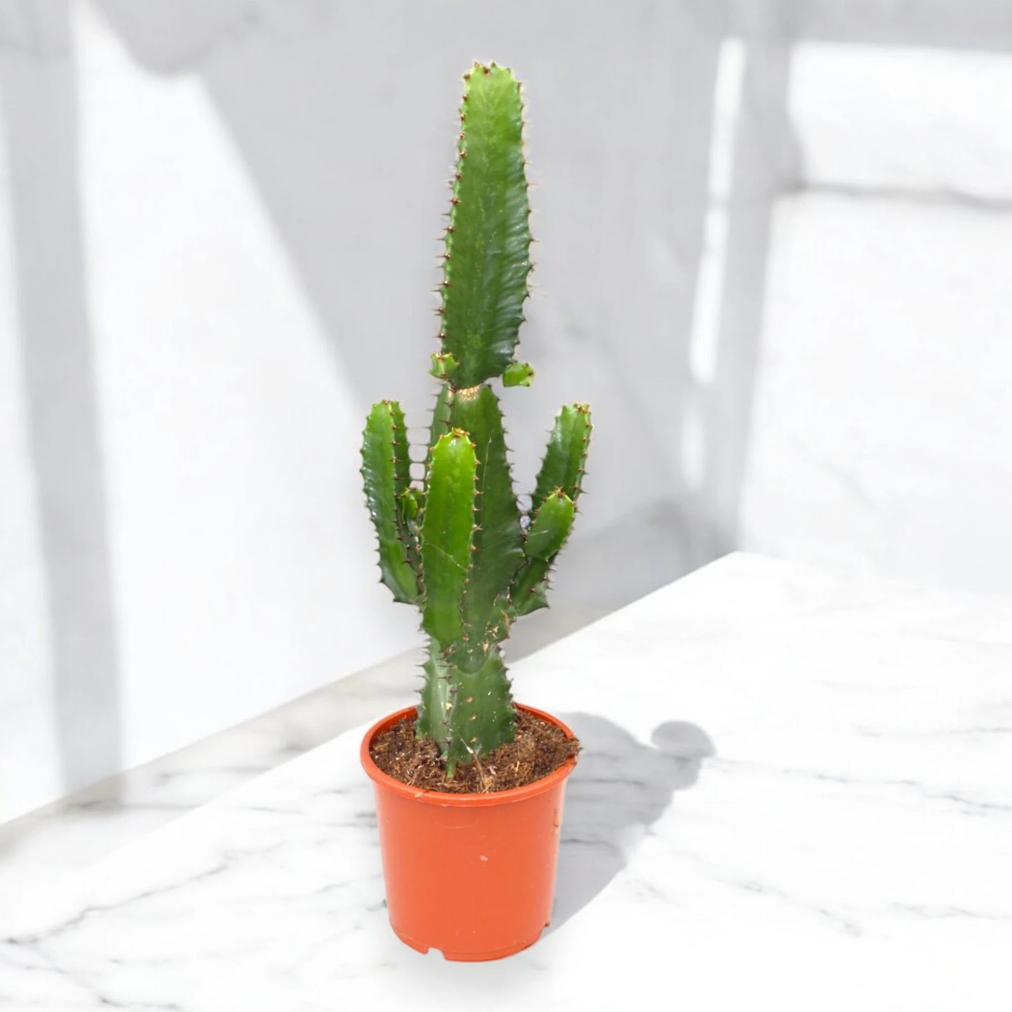 Euphorbia acrurensis