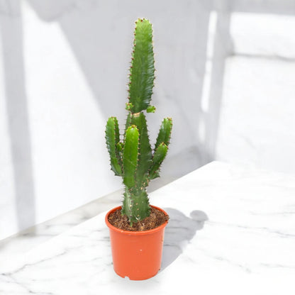 Euphorbia acrurensis