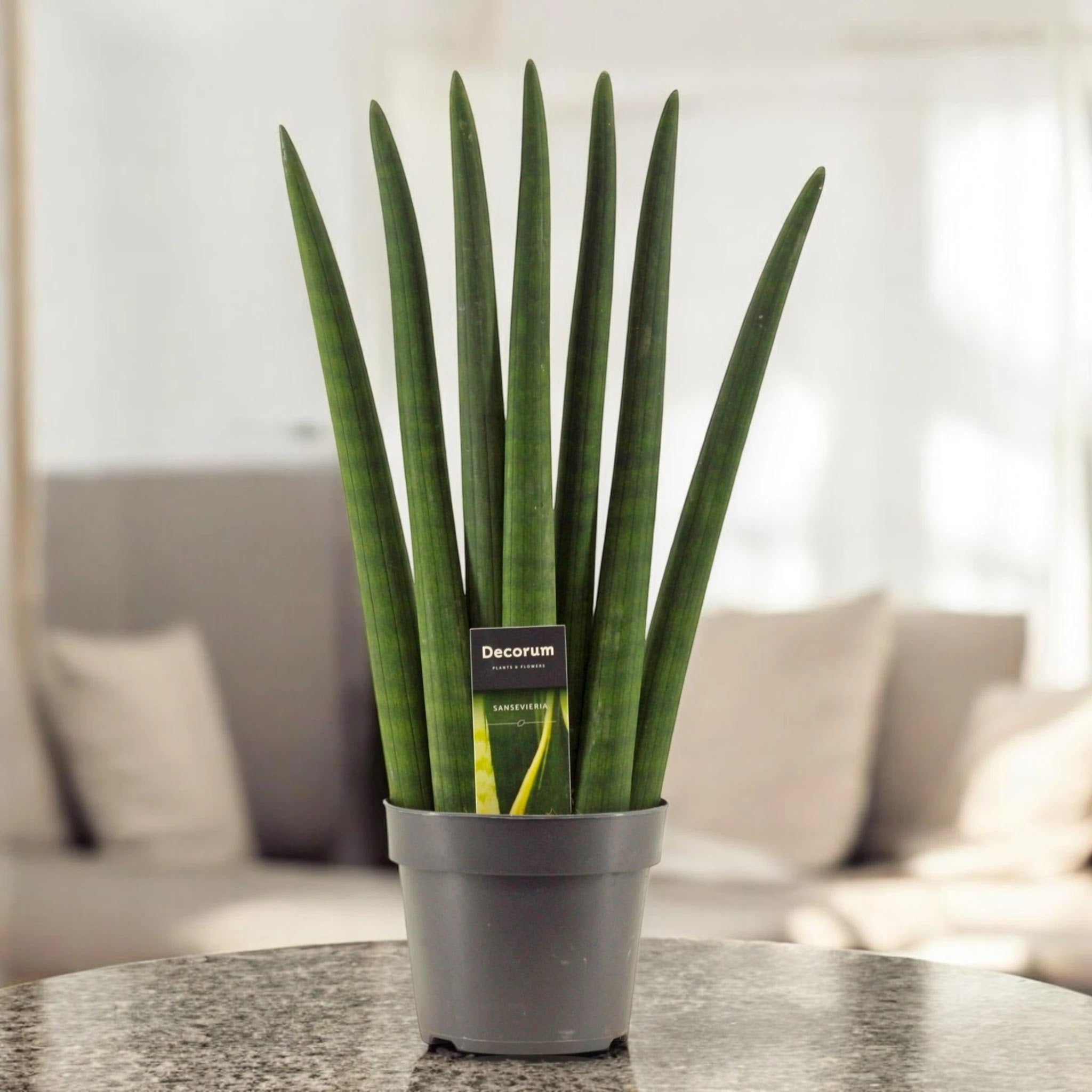 Sansevieria cylindrica 'Fan'