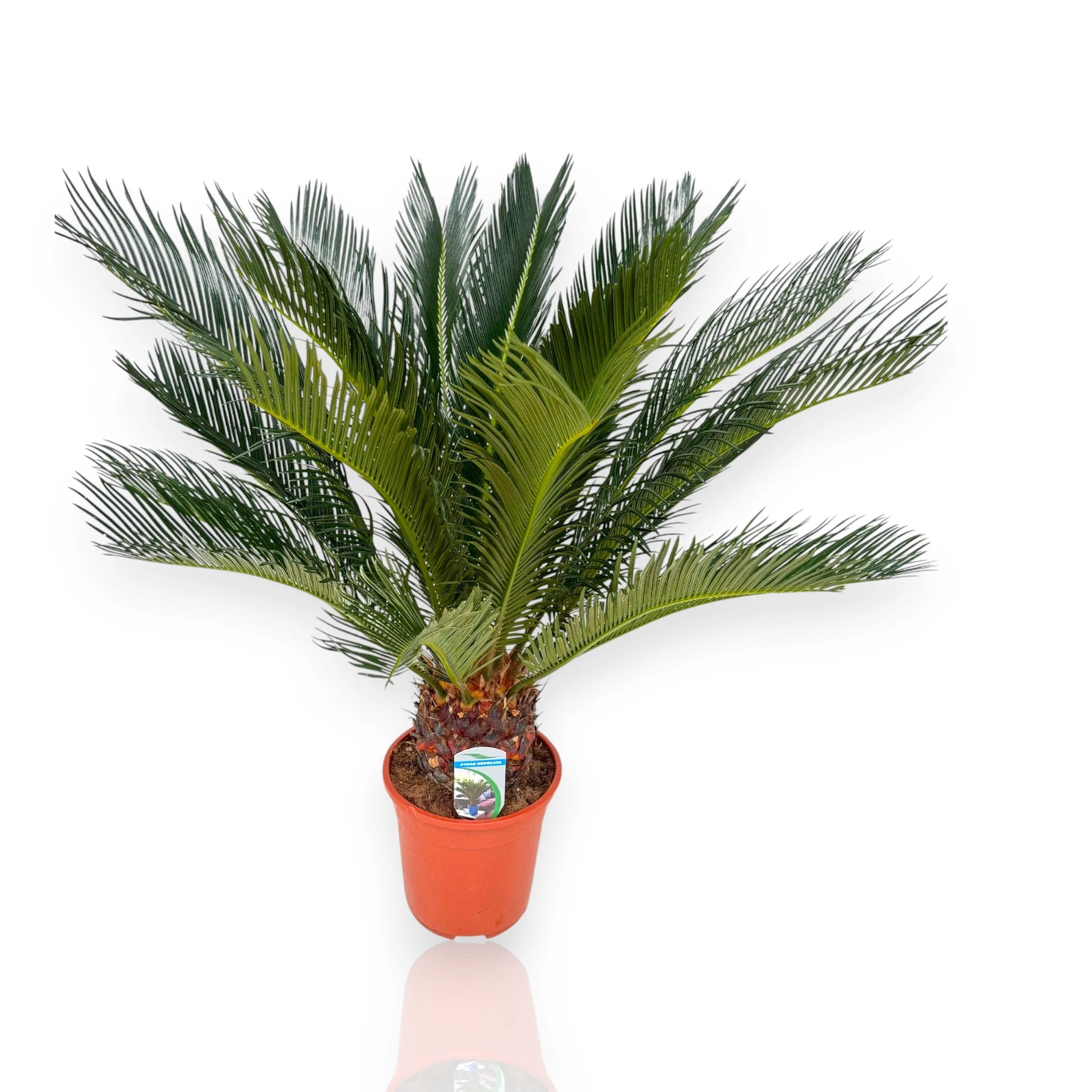 Cycas revoluta