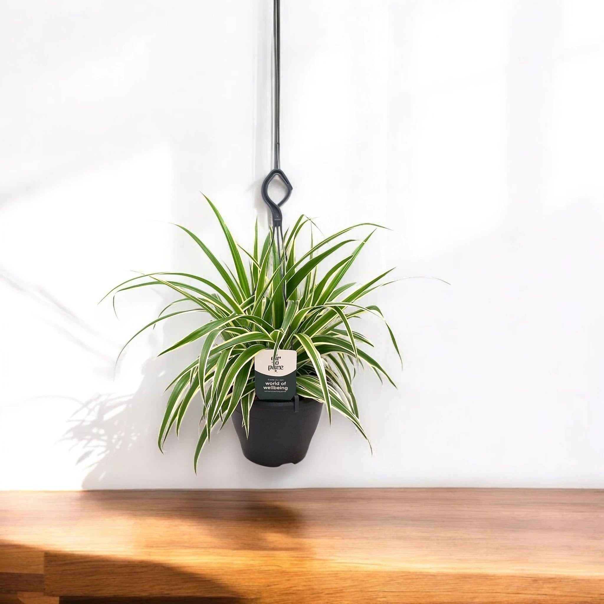 Chlorophytum comosum 'Vittatum'