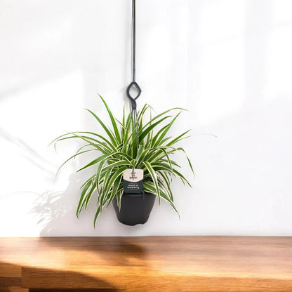 Chlorophytum comosum 'Vittatum'