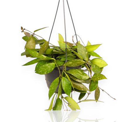 Hoya carnosa Gracilis con foglie sottili allungate in vaso, pianta rampicante da interno