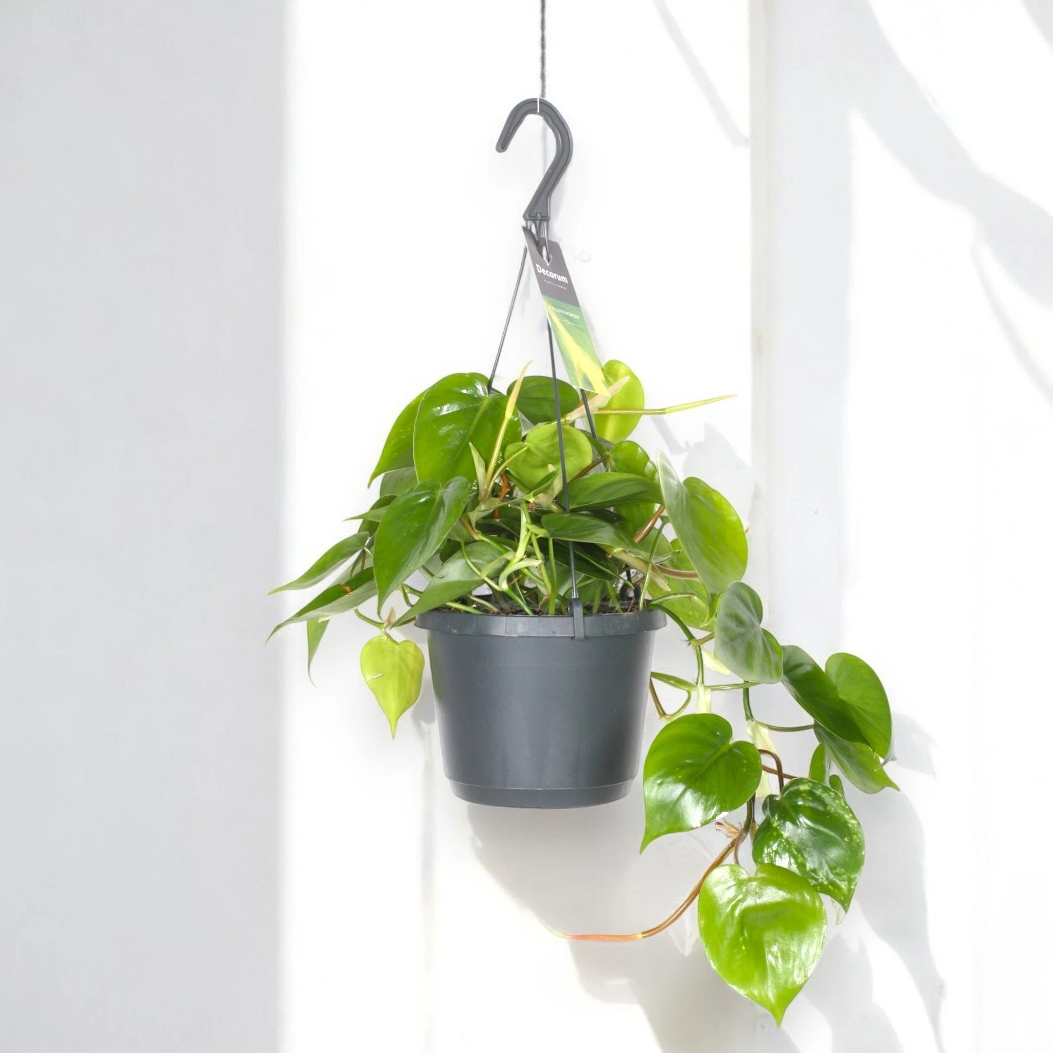 Philodendron scandens