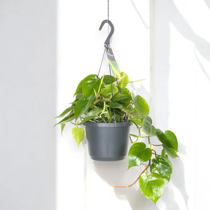Philodendron scandens