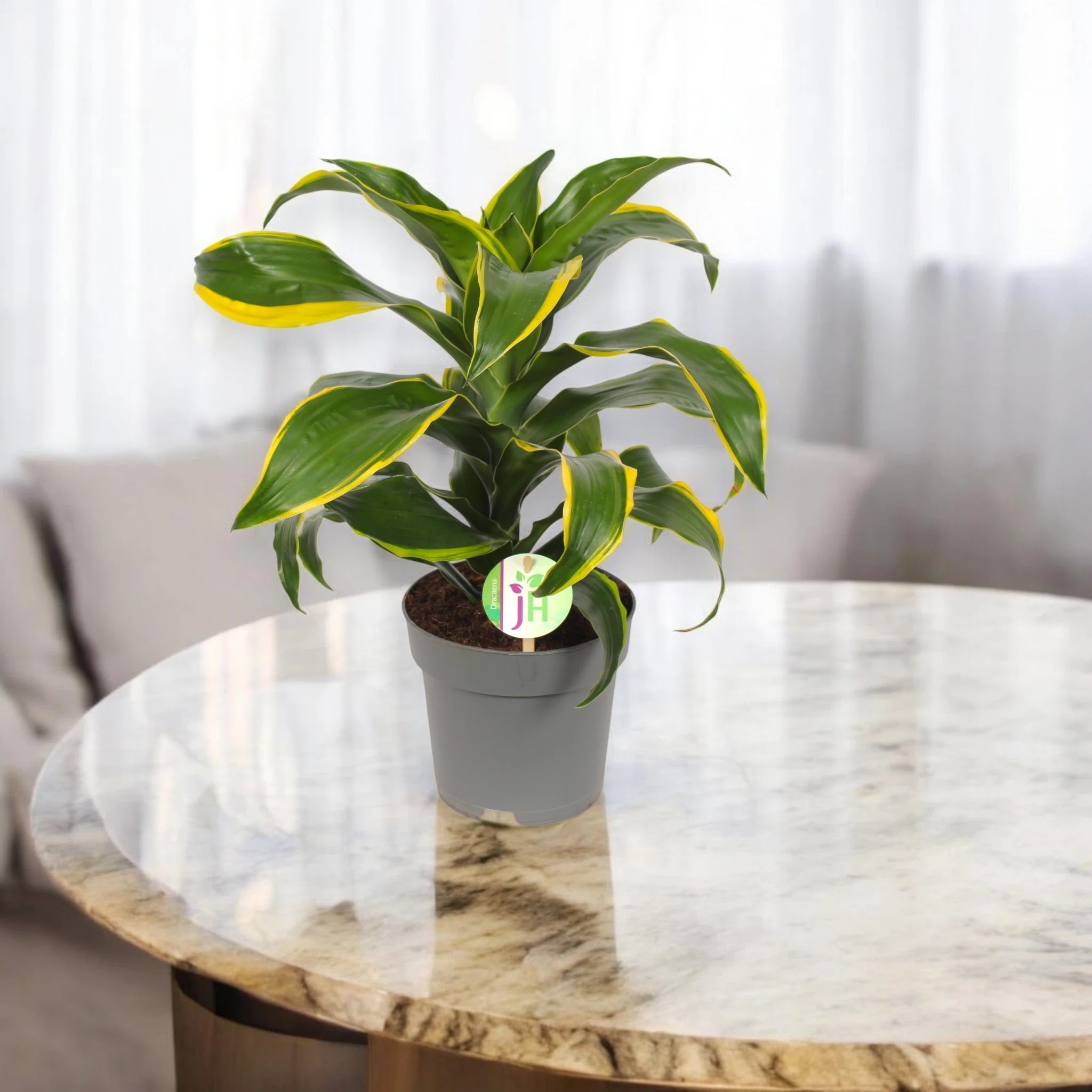 Dracaena fragrans 'Dorado'