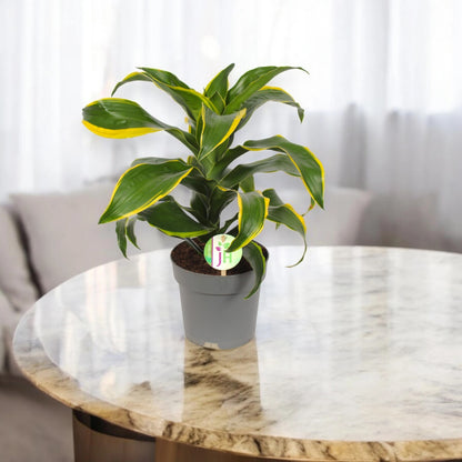 Dracaena fragrans 'Dorado'