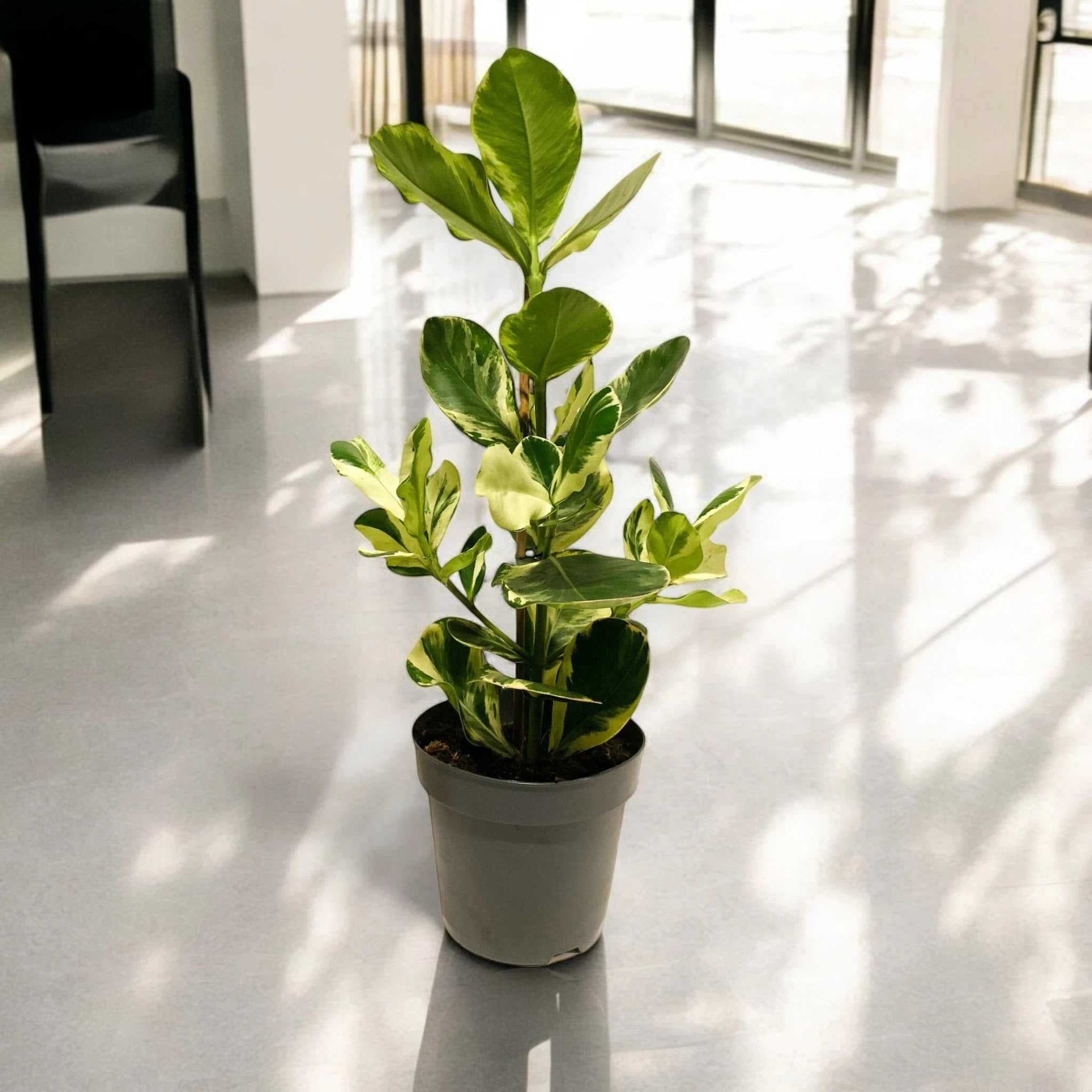 Clusia rosea 'White Star'