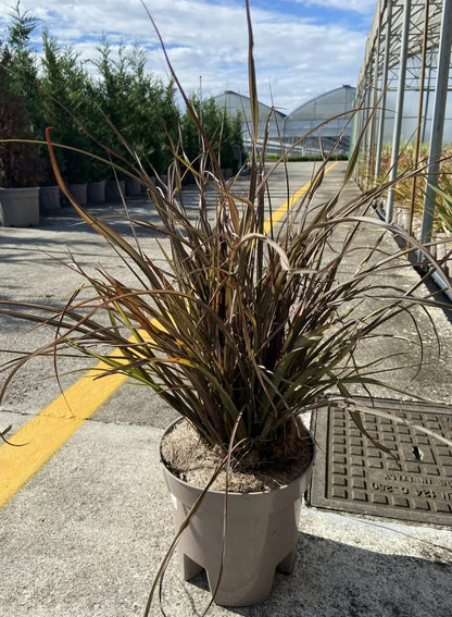 Phormium tenax