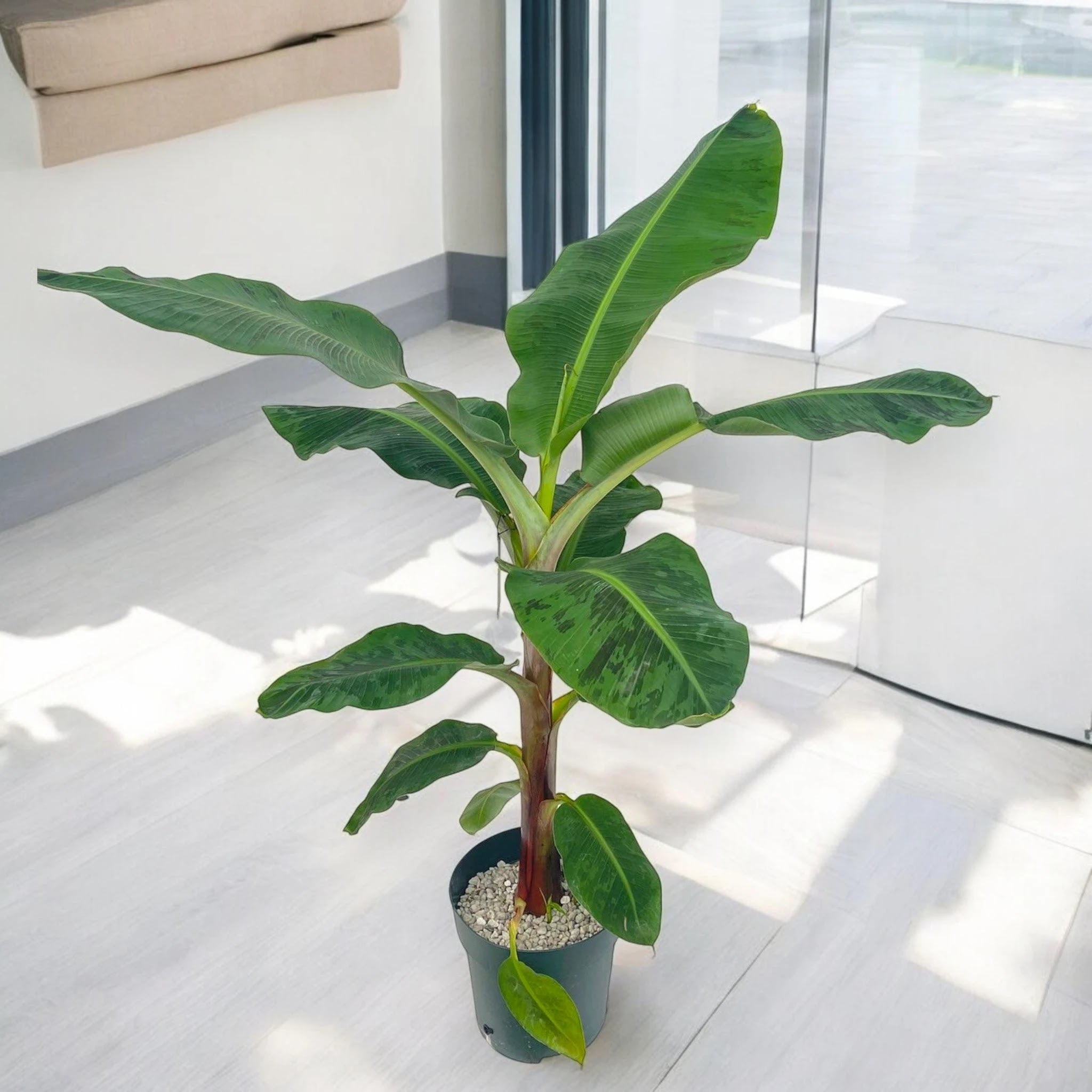 Musa 'Dwarf Cavendish'