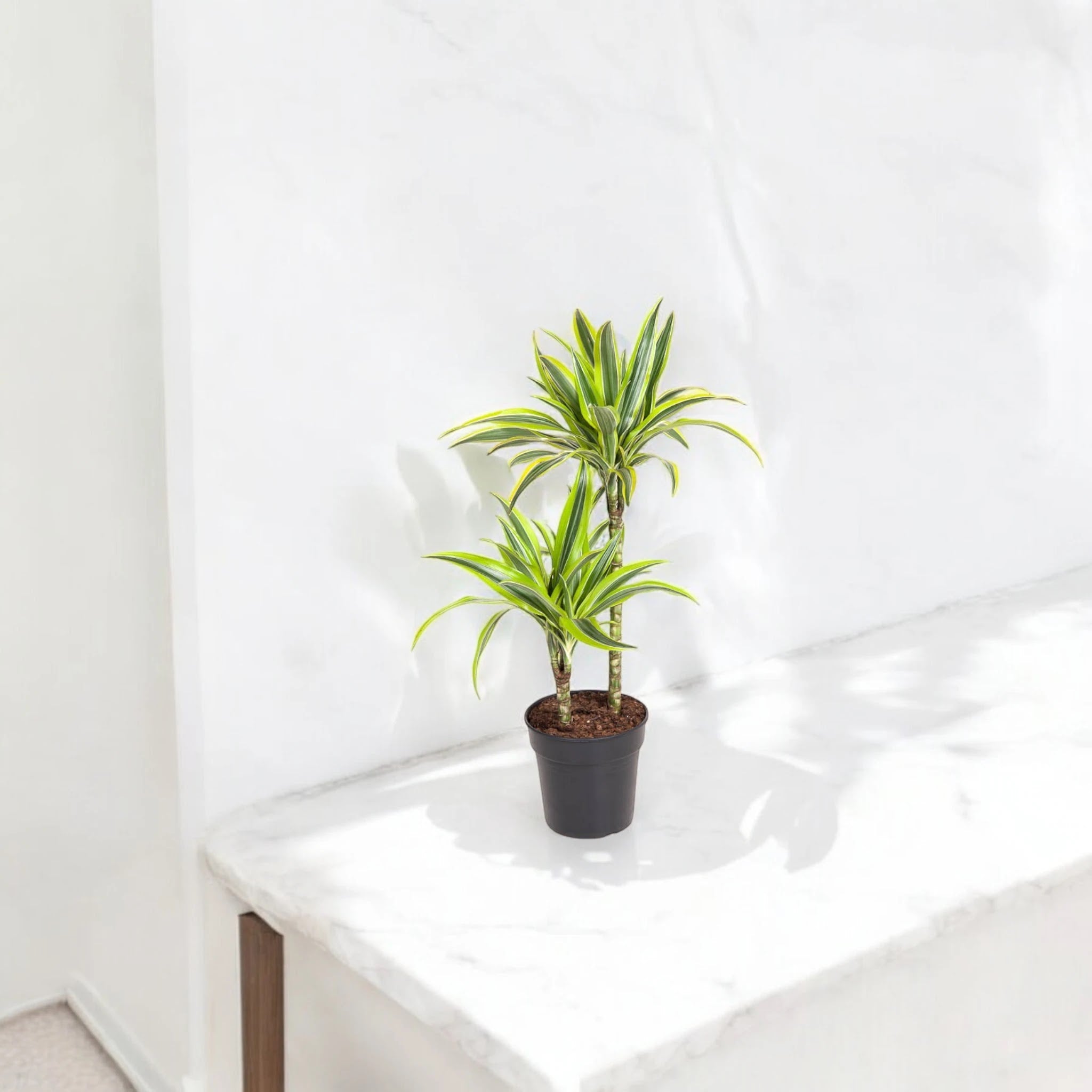 Dracaena fragrans 'Lemon Lime'