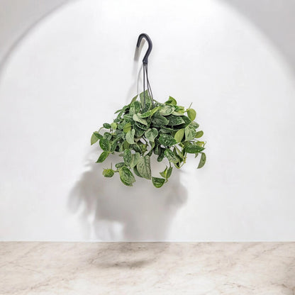 Scindapsus pictus 'Silvery Ann'