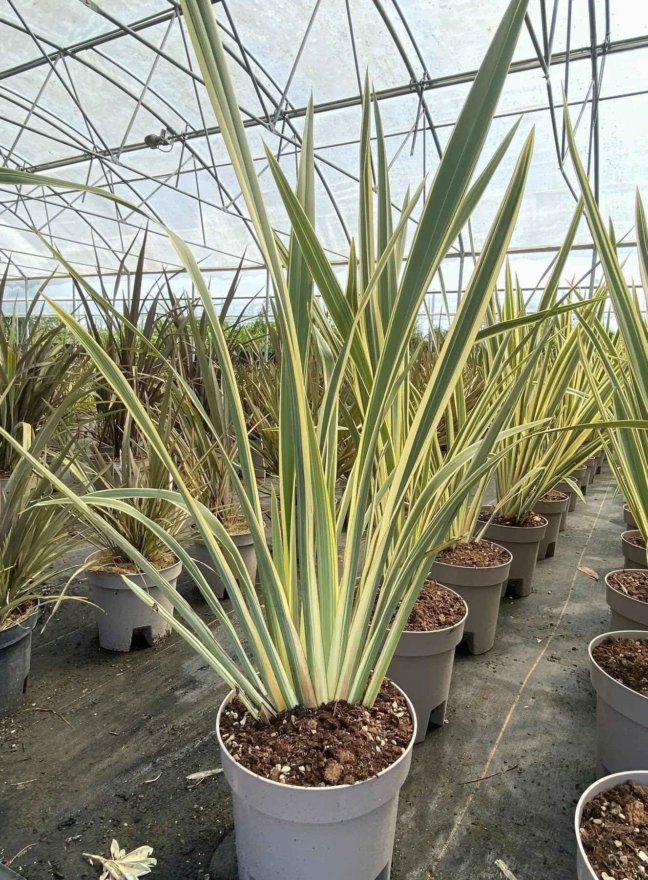 Phormium tenax