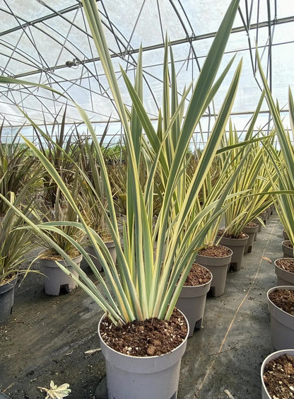 Phormium tenax