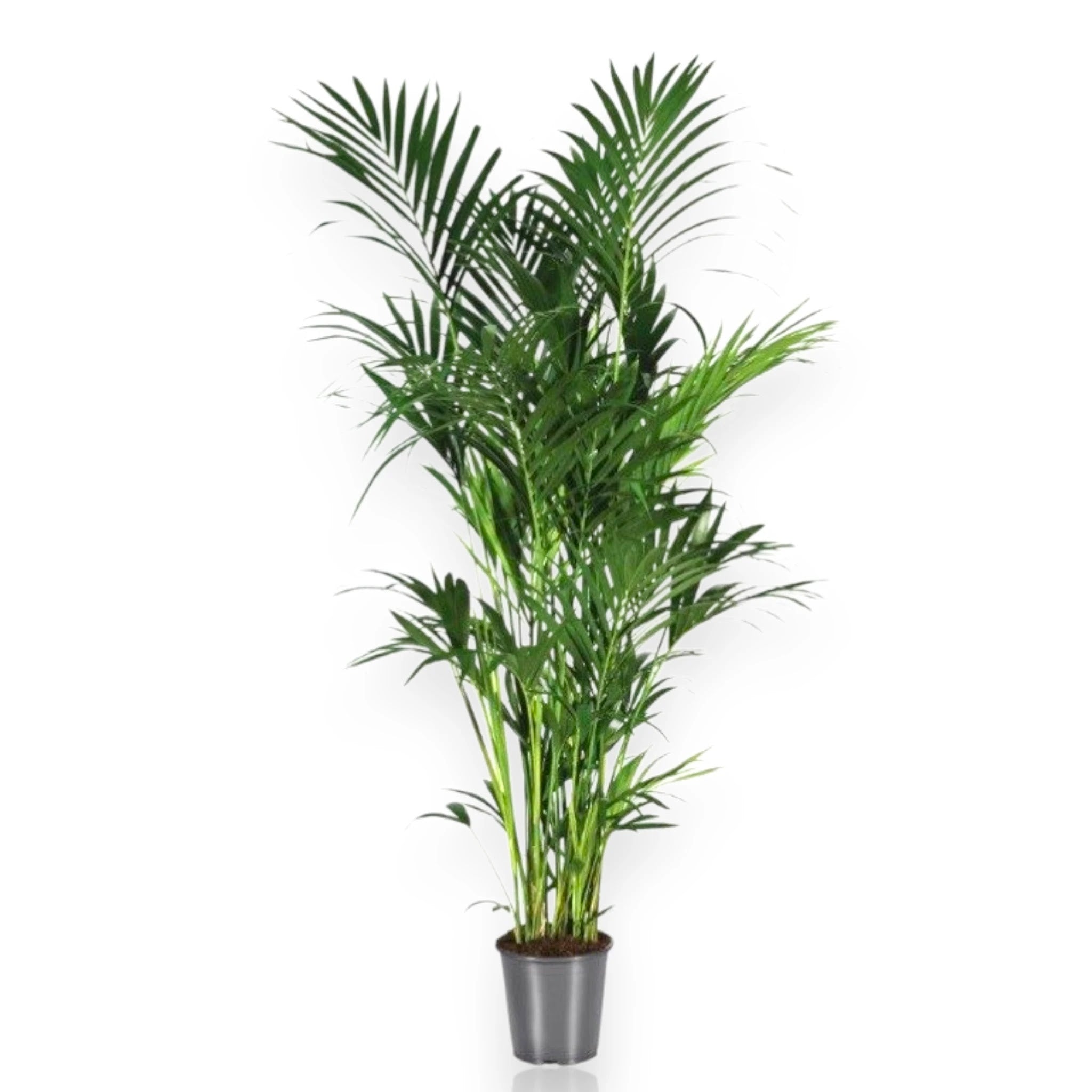 Howea forsteriana (Kentia)