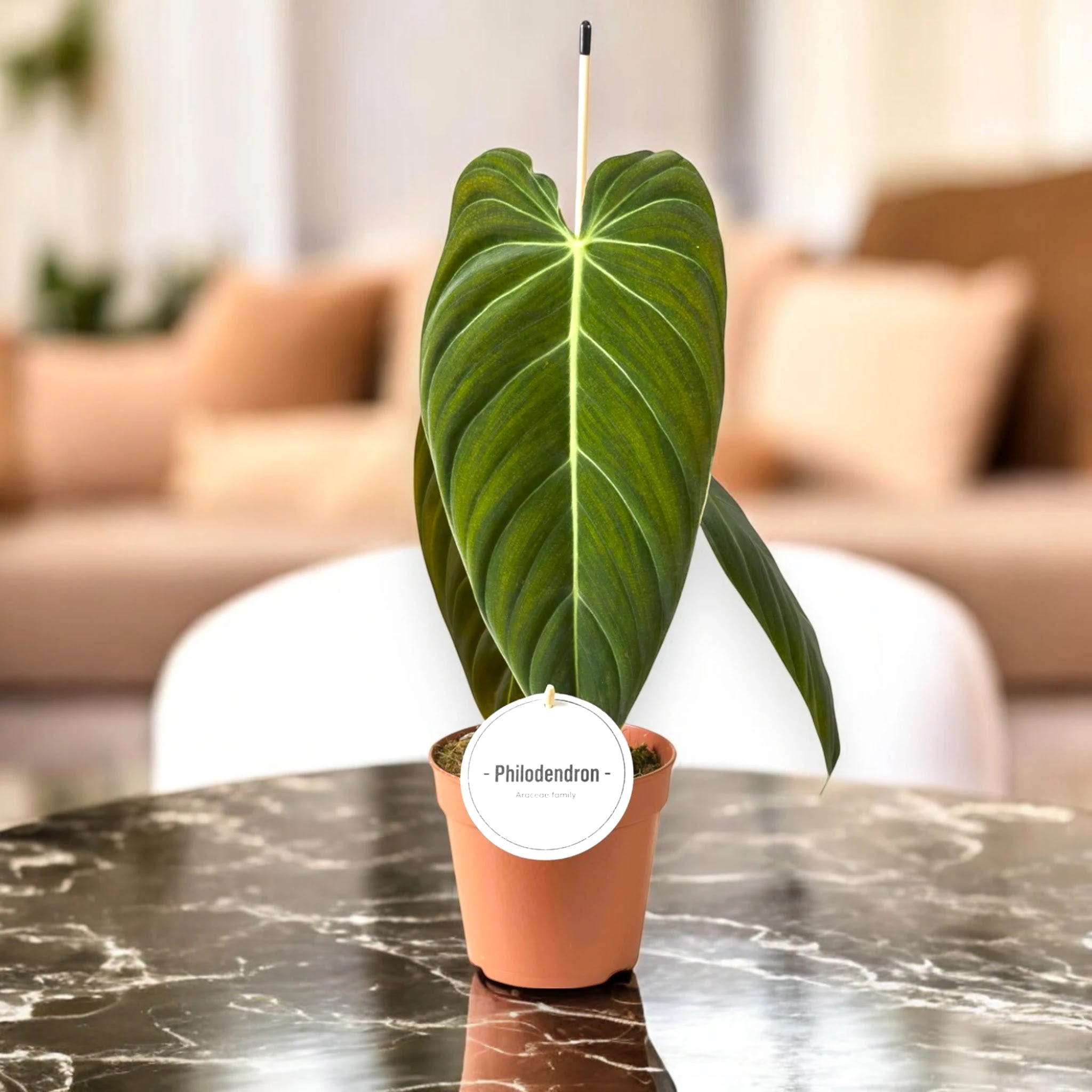Philodendron melanochrysum