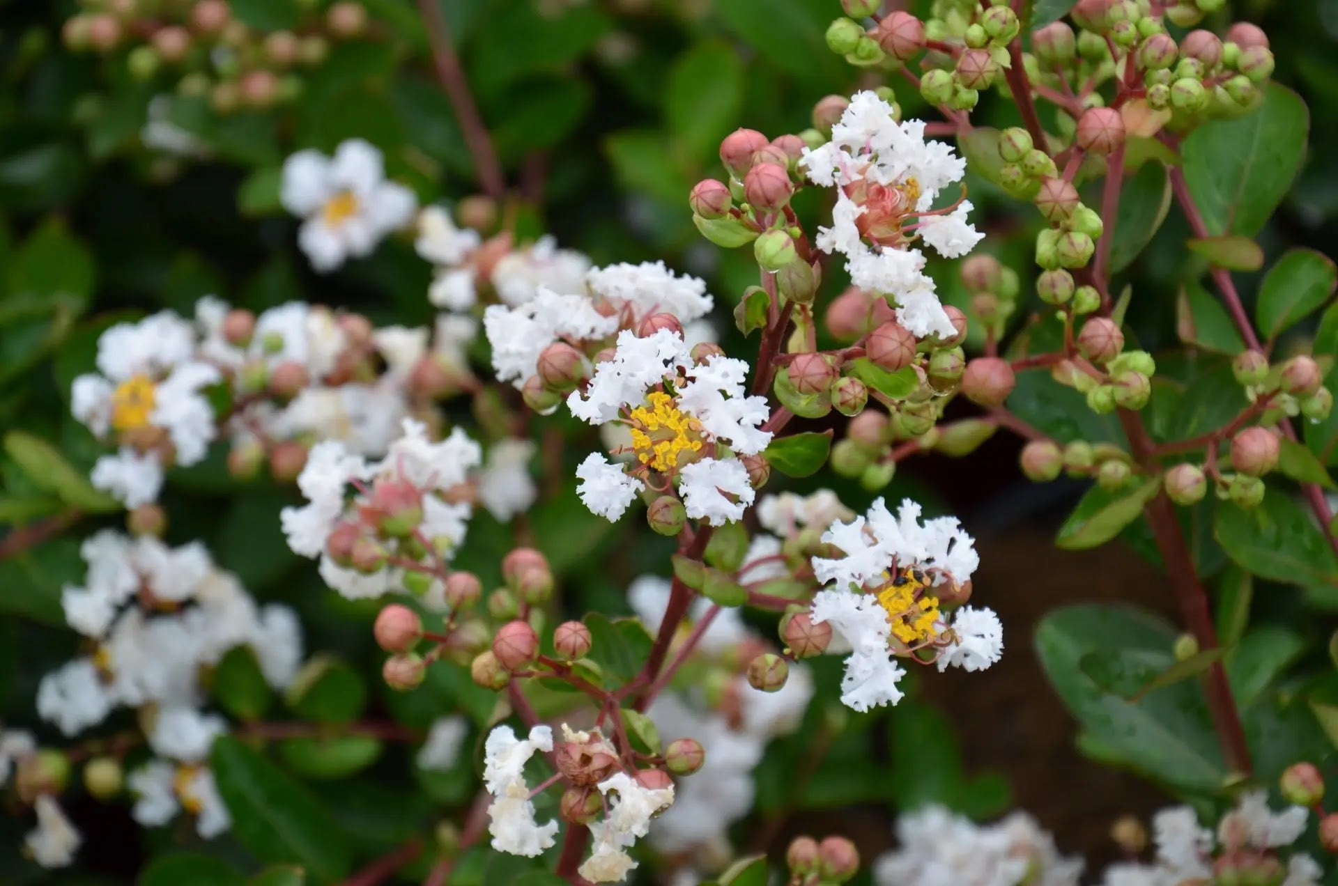 Lagerstroemia indica 'Nivea'