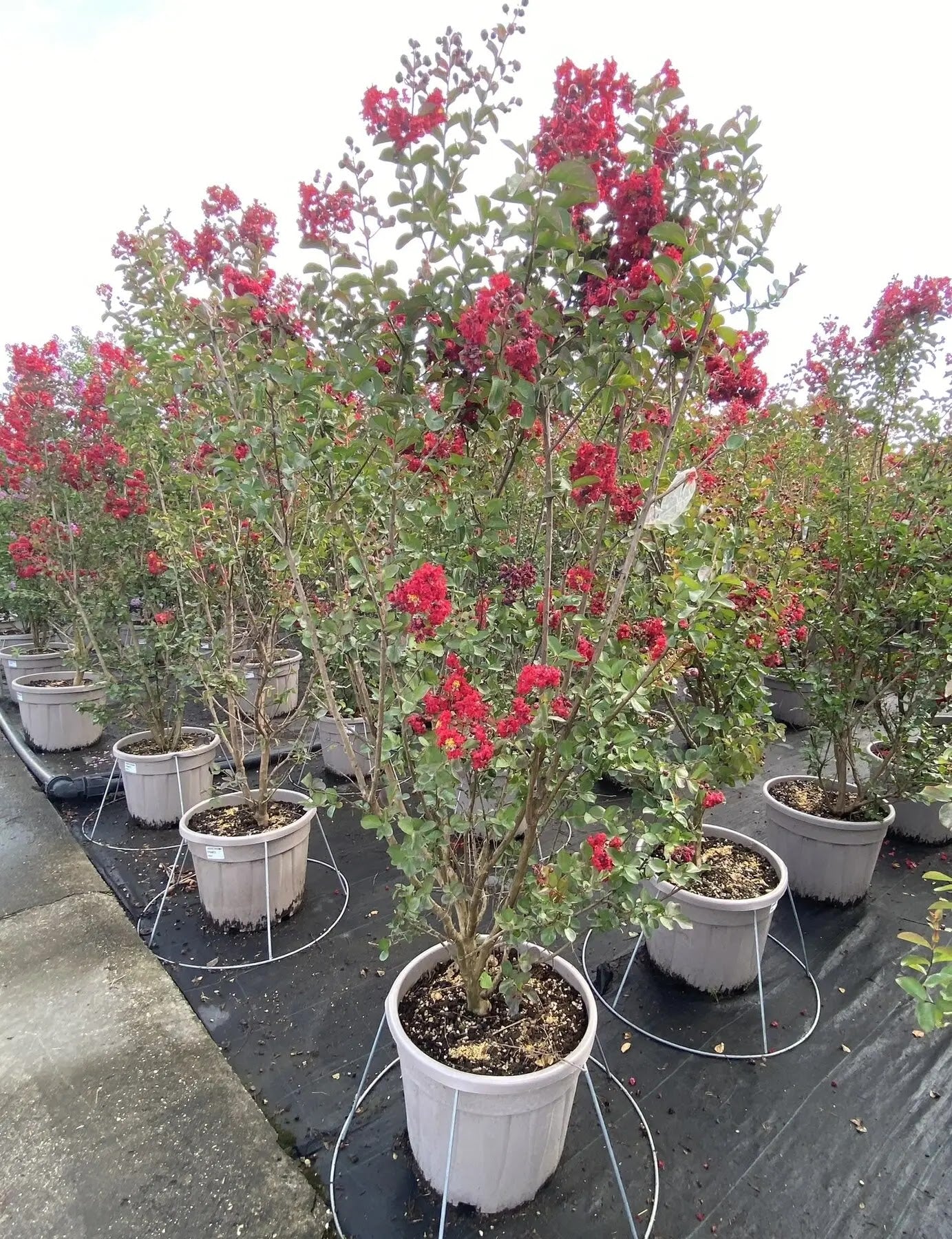 Lagerstroemia 'Dynamite'