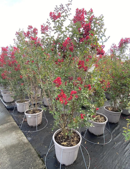 Lagerstroemia 'Dynamite'