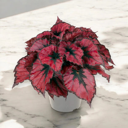 Begonia rex 'Kohala red'