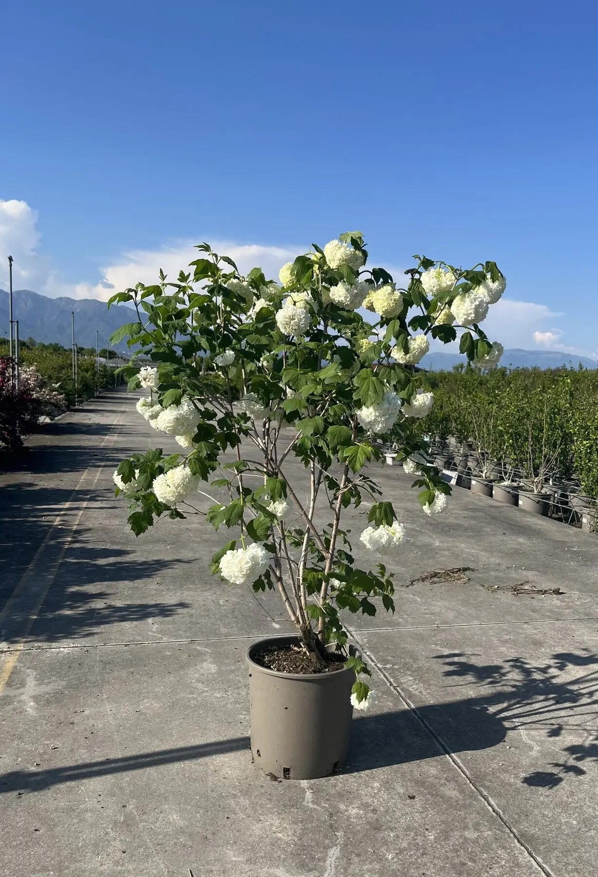 Viburno - Viburnum opulus 'Roseum'