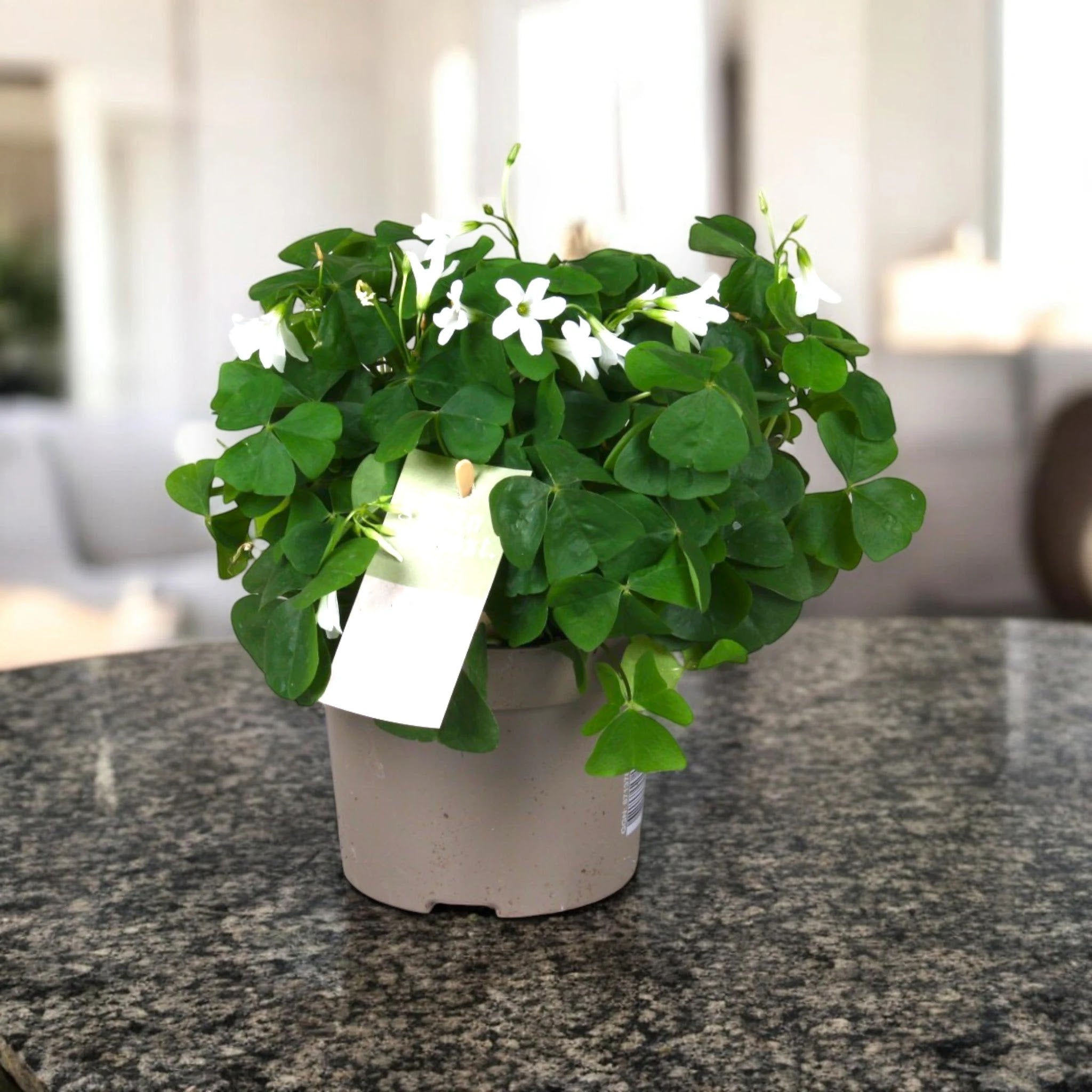 Oxalis triangularis