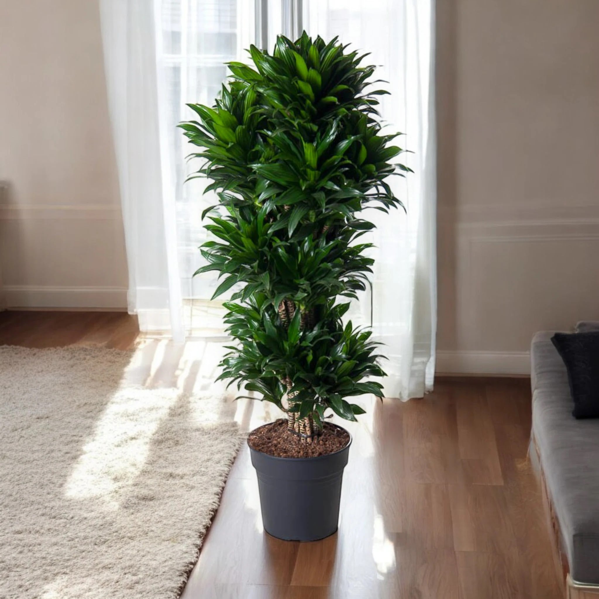 Dracaena fragrans 'Compacta'