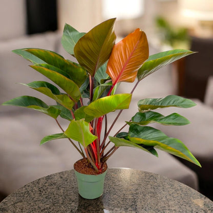 Philodendron 'Red Beauty'