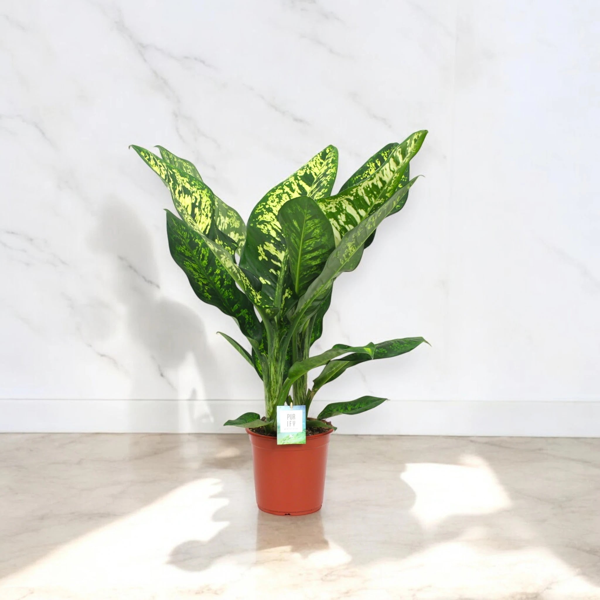 Dieffenbachia seguine 'Crown'