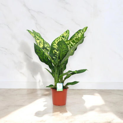 Dieffenbachia seguine 'Crown'