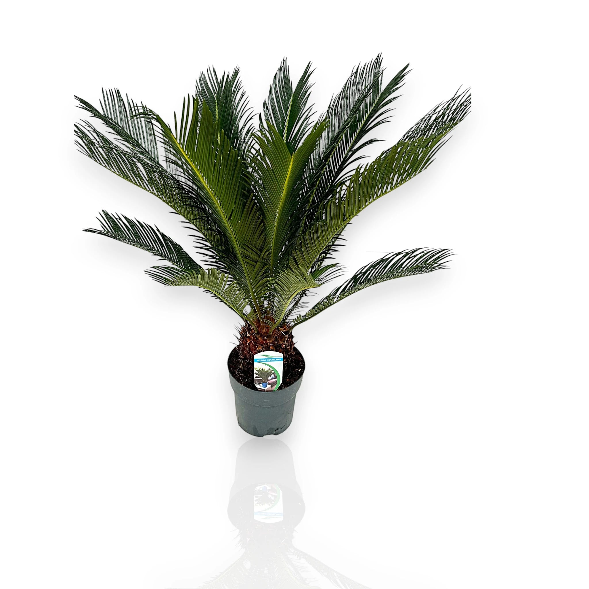 Cycas revoluta