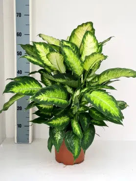 Dieffenbachia Camilla in vaso, pianta da interno con foglie verdi e variegature crema