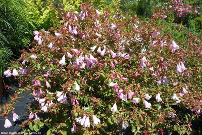 Dettaglio fiori bianchi tubolari e foglie verdi lucide di Abelia grandiflora Pinky Bells