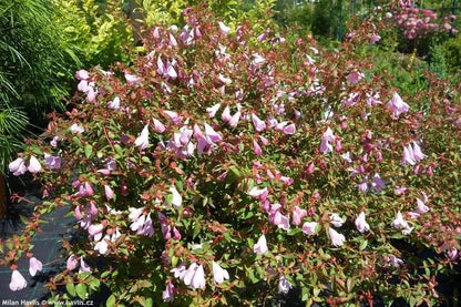 Dettaglio fiori bianchi tubolari e foglie verdi lucide di Abelia grandiflora Pinky Bells