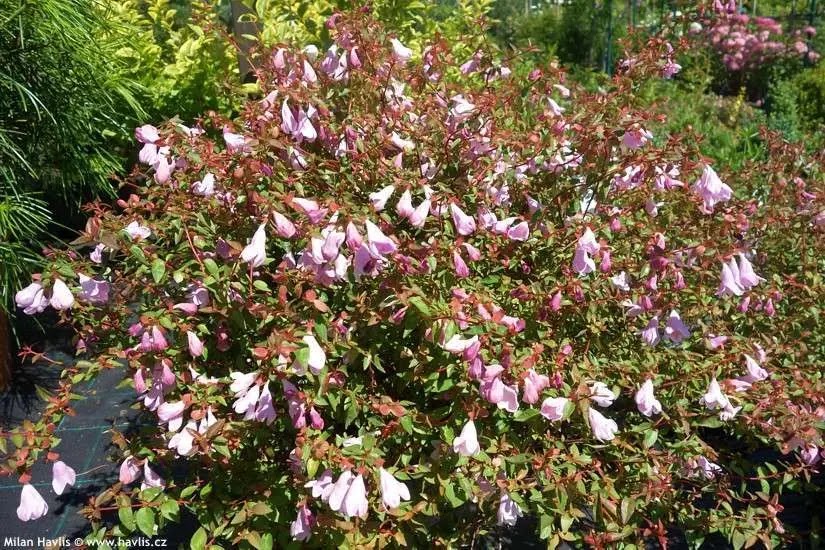 Dettaglio fiori bianchi tubolari e foglie verdi lucide di Abelia grandiflora Pinky Bells
