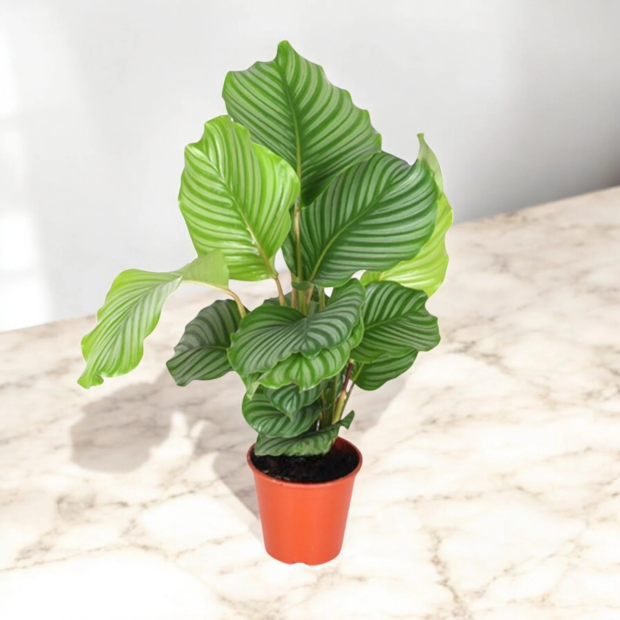 Calathea orbifolia