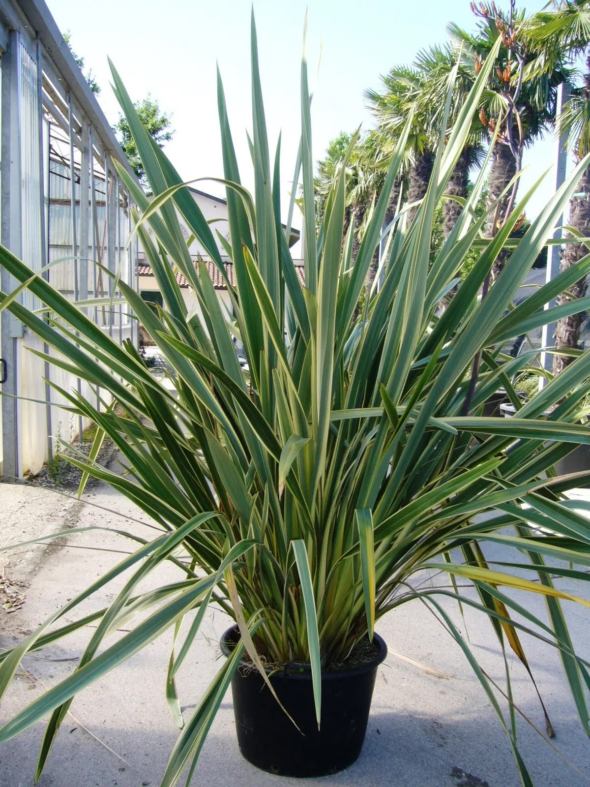 Phormium tenax Variegatum con foglie nastriformi verdi bordate giallo in giardino moderno