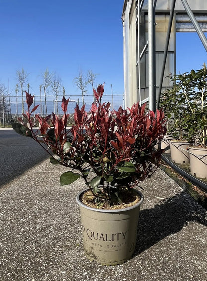 Dettaglio germogli rosso brillante e foglie verdi lucide di Photinia Little Red Robin