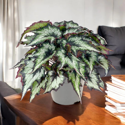 Begonia rex 'Green Valley'