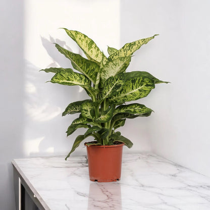 Dieffenbachia 'Mars'