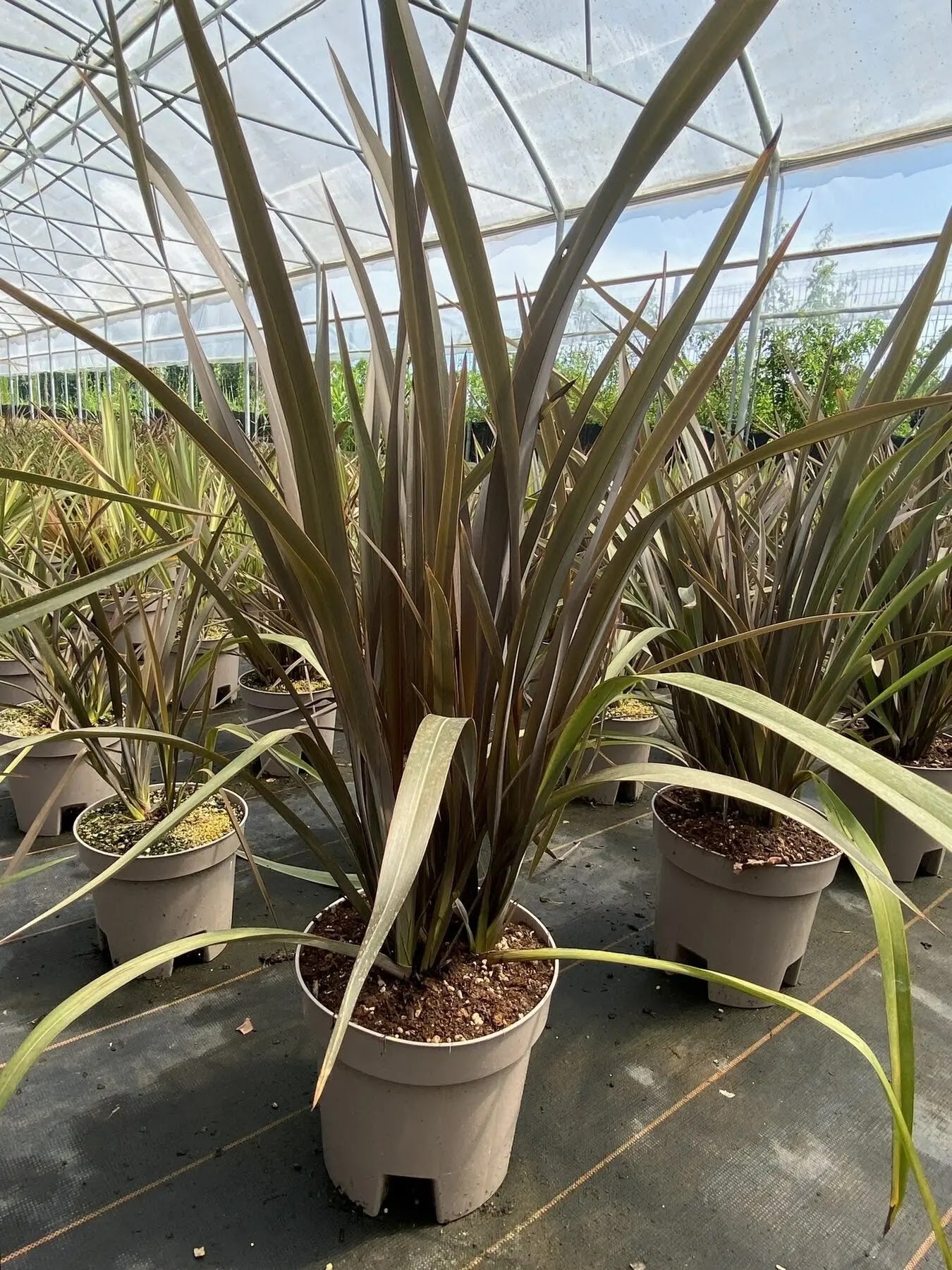 Phormium tenax