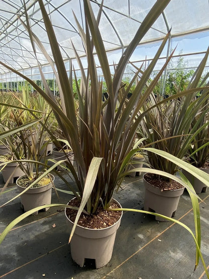 Phormium tenax