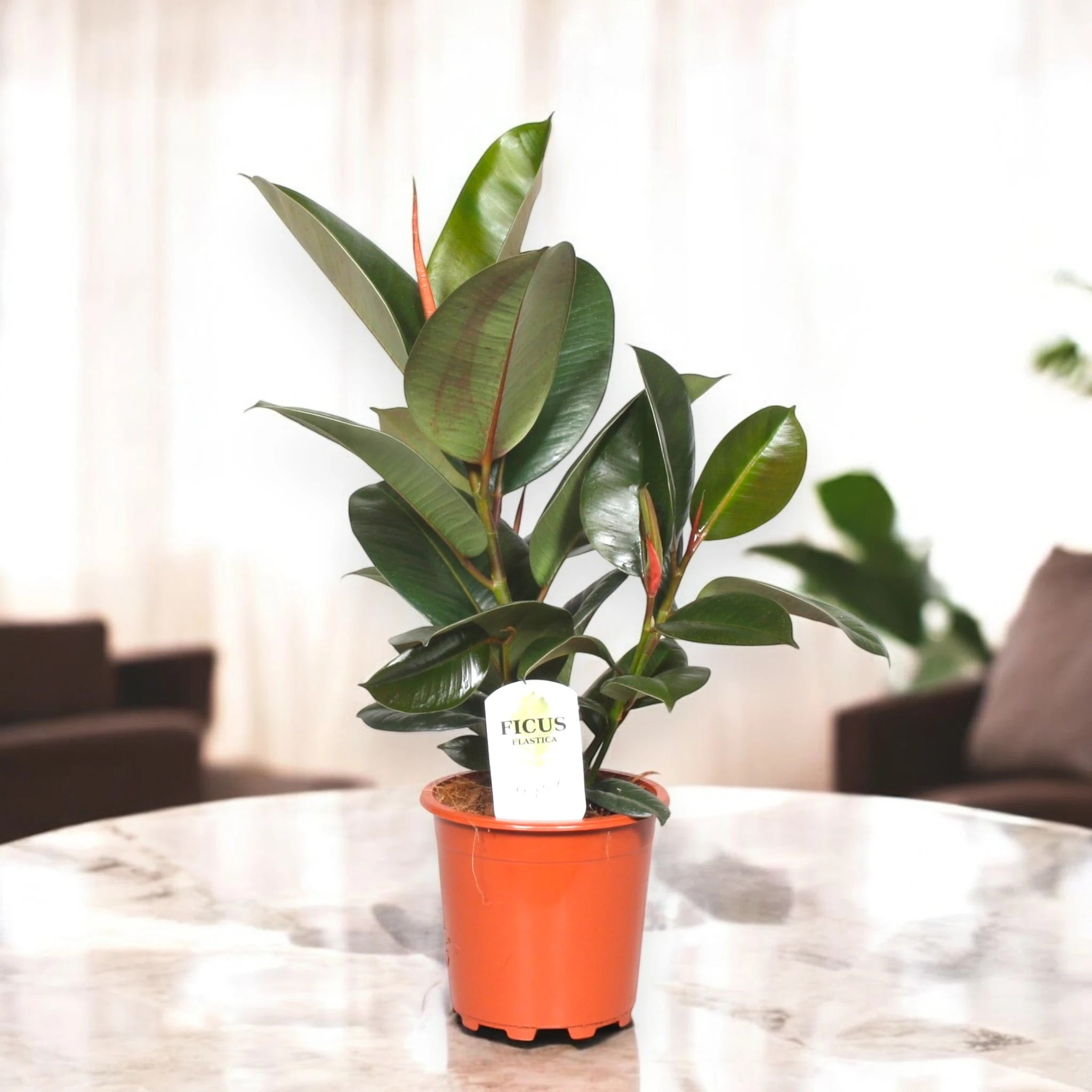 Ficus elastica 'Robusta'