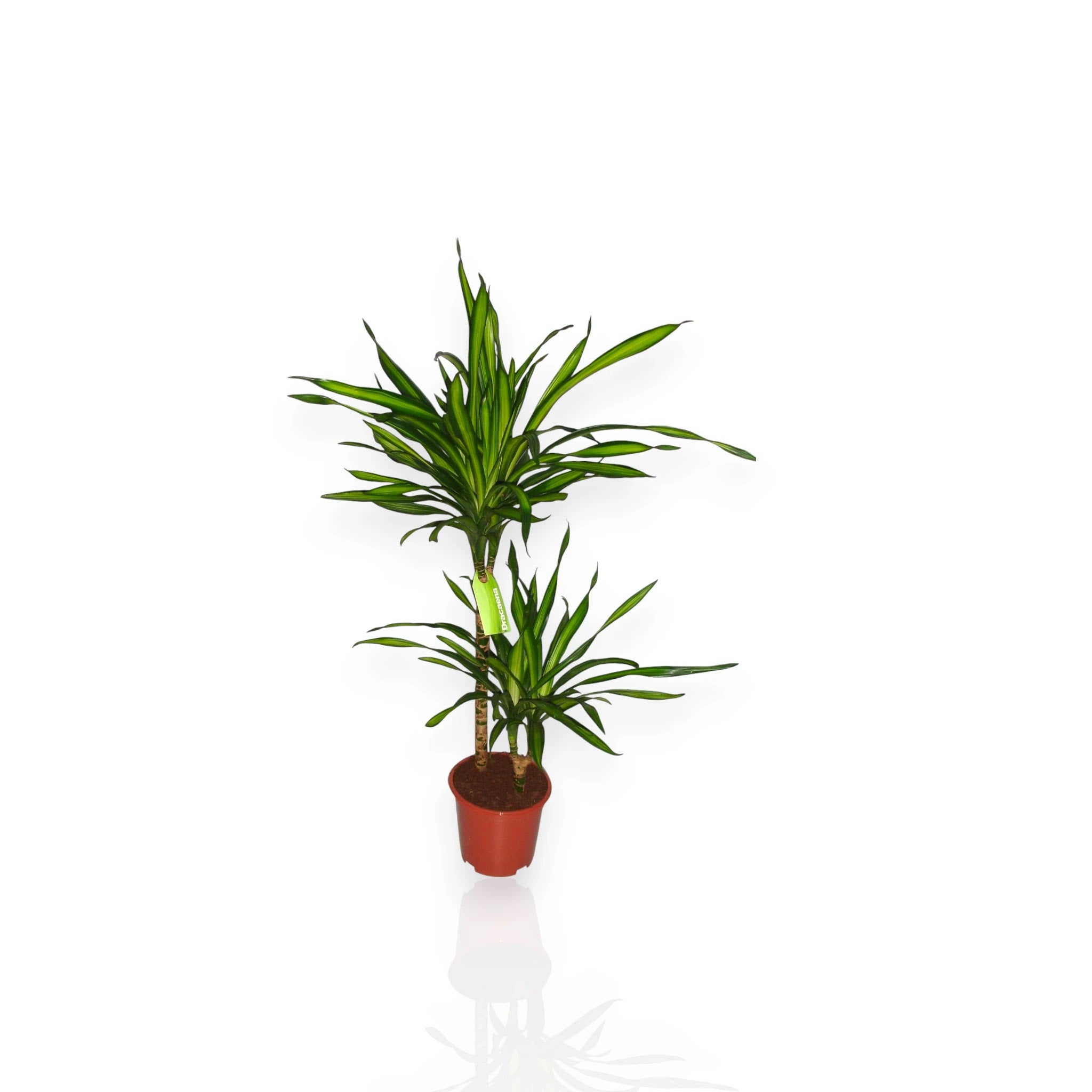 Dracaena fragrans 'Riki'