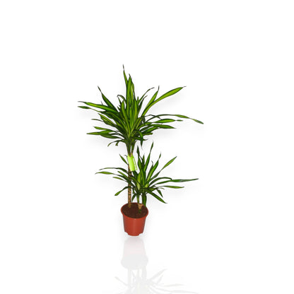 Dracaena fragrans 'Riki'