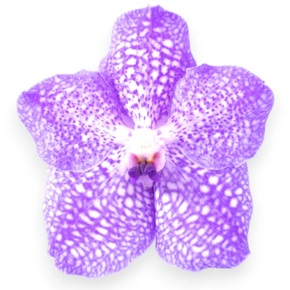 Vanda 'Light Blue'
