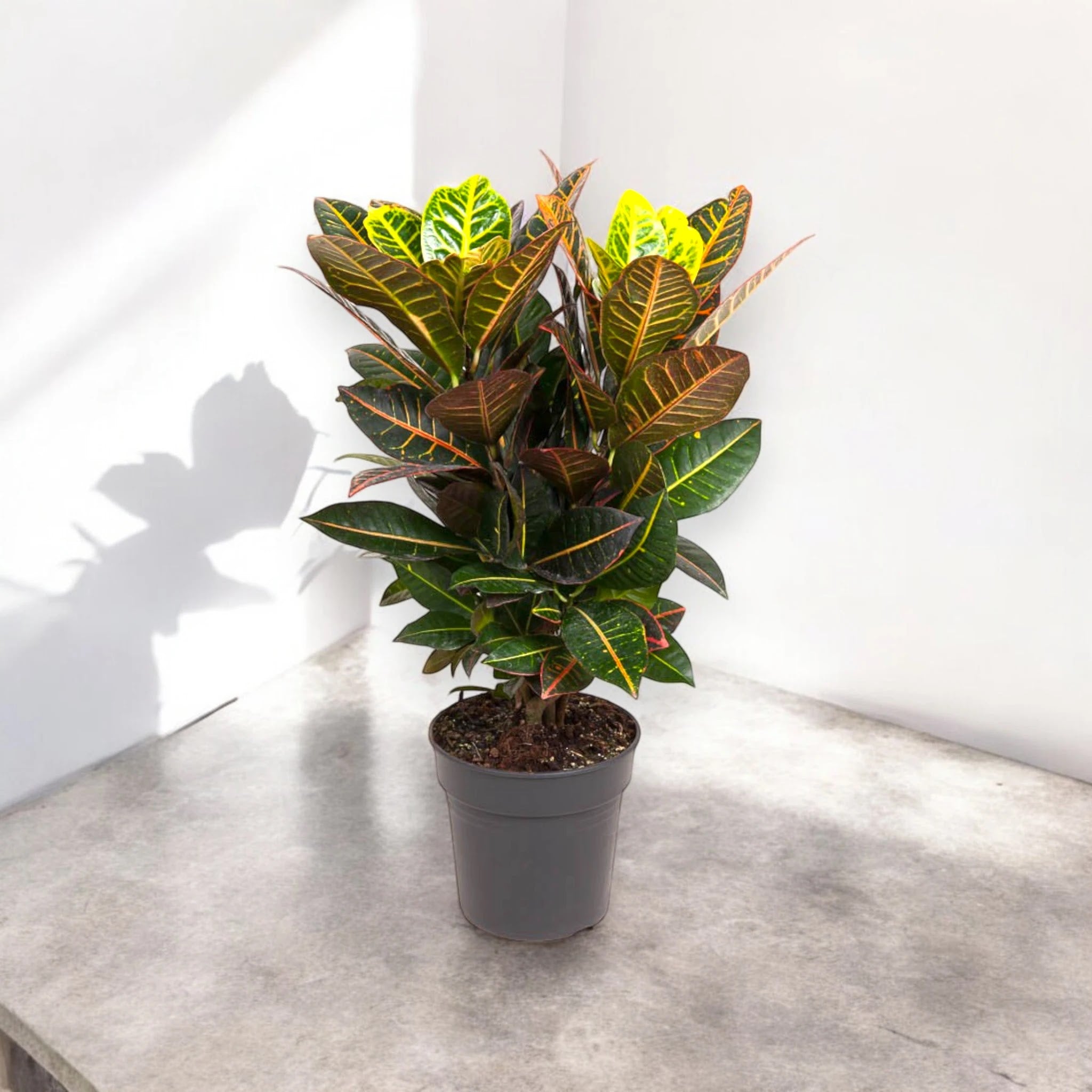 Codiaeum variegatum 'Petra'
